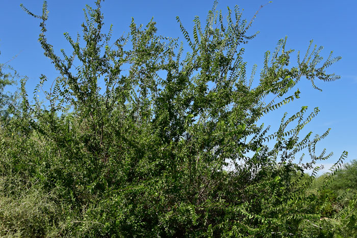 Netleaf Hackberry or Sugar Hackberry grows up to 45 feet or more and with 20 inch trunk diameters. Celtis reticulata 